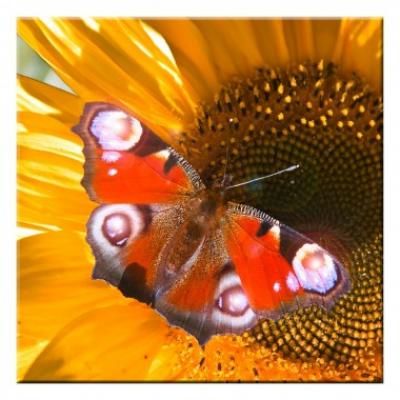 LED kép 4LED 300*300mm butterfly@