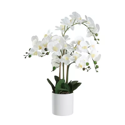 Orchidea cserépben O50cm 65cm fehér@